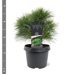 Pinus strobus 'Minima'