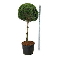 Pinus sylvestris