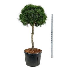 Pinus sylvestris