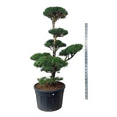 Pinus sylvestris