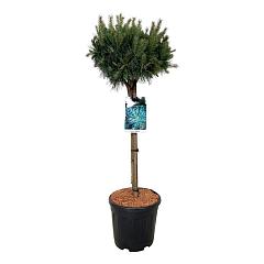 Pinus sylvestris 'Watereri'