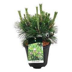 Pinus thunbergii 'Sayonara'