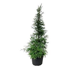Sequoia s. 'Illa Martin'
