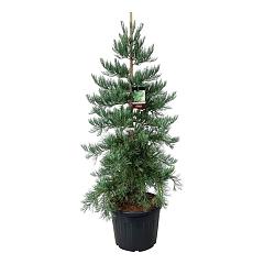 Sequoiadendron g. 'Healty Mammoth Three'
