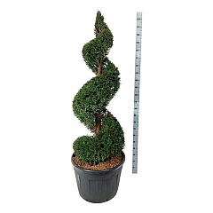 Taxus baccata
