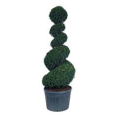 Taxus baccata
