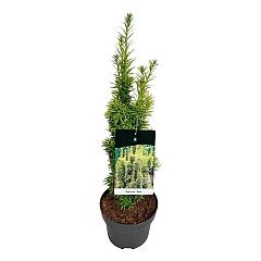 Taxus b. 'David'