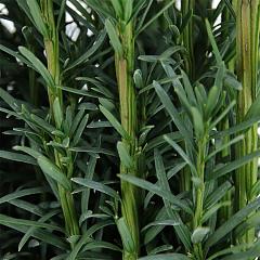 Taxus b. 'Fastigiata Robusta'
