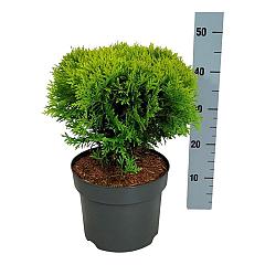 Thuja occ. 'Mirjam'
