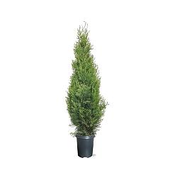 Thuja occ. 'Smaragd'