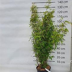 Fargesia nitida 'Winterjoy'