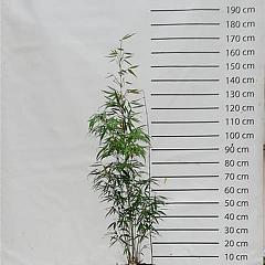 Fargesia robusta 'Pingwu'