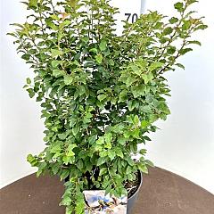 Prunus incisa 'Kojou-no-mai'