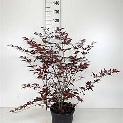 Acer pal. 'Atropurpureum'
