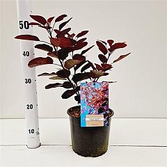 Cotinus cog. 'Royal Purple'