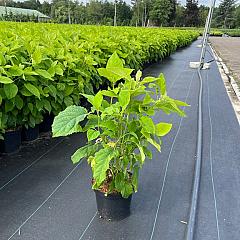 Hydrangea a. 'Annabelle'