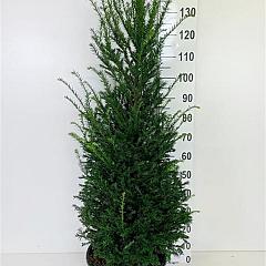 Taxus baccata