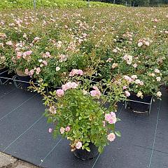 Rosa (P) 'The Fairy'