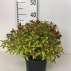 Spiraea japonica 'Goldflame'