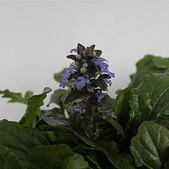 Ajuga reptans