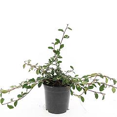 Cotoneaster dammeri