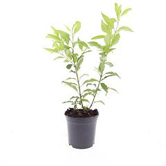 Forsythia int. 'Spectabilis'
