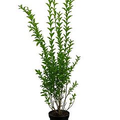 Ligustrum ovalifolium