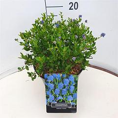 Ceanothus thyrs. repens