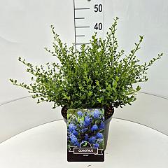 Ceanothus thyrs. 'Skylark'