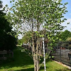 Cornus florida