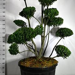 Ilex 'Impala'