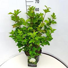 Viburnum opulus 'Roseum'