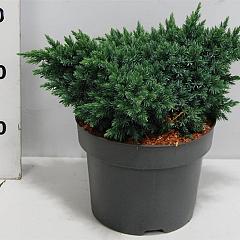 Juniperus squamata 'Blue Star'