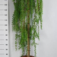 Larix kaempf. 'Stiff Weeper'