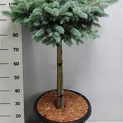 Picea pungens 'Glauca Globosa'