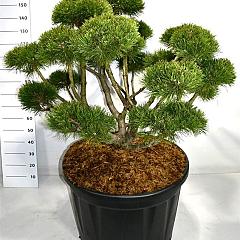 Pinus mugo 'Gnom'
