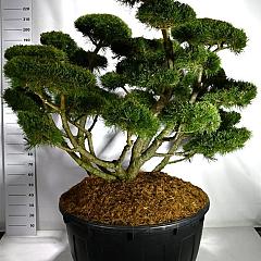 Pinus mugo 'Gnom'