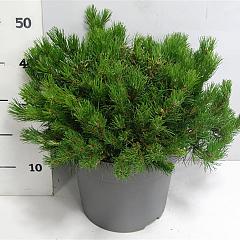 Pinus mugo mugo