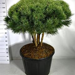 Pinus sylvestris 'Watereri'