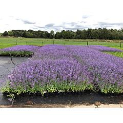 Nepeta 'Walker's Low'
