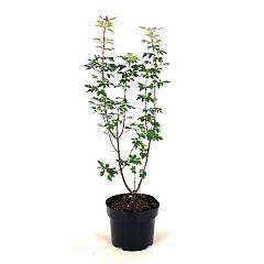Acer griseum