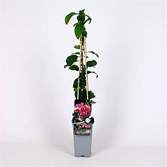 Chaenomeles sup. 'Pink Lady'