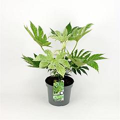 Fatsia japonica 'Spider's Web'