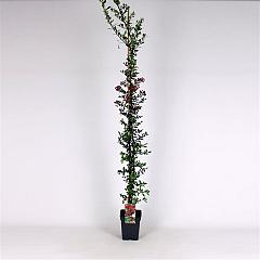 Pyracantha cocc. 'Red Column'