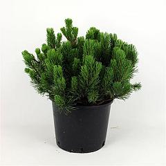 Pinus mugo pumilio