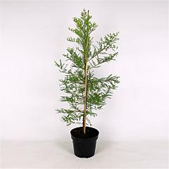Taxodium distichum