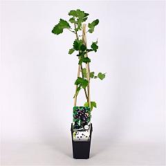 Ribes Jostaberry
