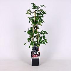 Rubus frut. 'Thornless Evergreen'