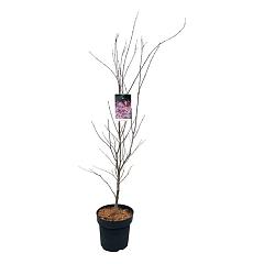 Acer pal. 'Atropurpureum'