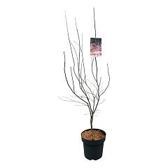 Acer pal. 'Bloodgood'